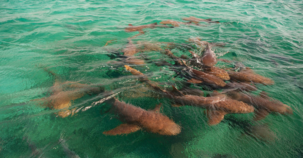 Snorkeling